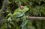 Piotr Naskrecki - Malagasy Web-footed Frog clinging to limb, Madagascar