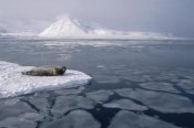 Flip Nicklin - Bearded Seal on ice floe, Norway