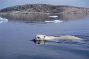 Flip Nicklin - Polar Bear swimming, Wager Bay, Canada