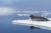 Flip Nicklin - Bearded Seal resting on ice floe, Norway