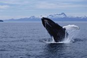 Flip Nicklin - Humpback Whale breaching, Southeast Alaska