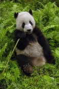 Pete Oxford - Giant Panda eating bamboo, Wolong Nature Reserve, China