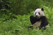 Pete Oxford - Giant Panda sitting in vegetation eating bamboo, Wolong Nature Reserve, China