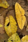 Pete Oxford - Imperial Moth camouflaged in leaf litter in rainforest, Yasuni National Park, Ecuador