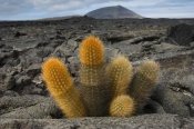 Pete Oxford - Lava Cactus grows in an arid zone of cool lava, ash and cinder, Galapagos Islands, Ecuador