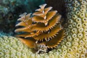 Pete Oxford - Christmas Tree Worm filter feeding while attached to Great Star Coral, Bonaire, Netherlands Antilles, Caribbean