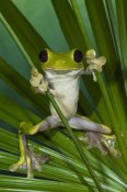 Pete Oxford - Gliding Leaf Frog, northwest Ecuador