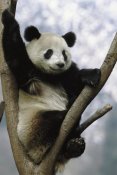 Pete Oxford - Giant Panda in tree, Wolong Valley, China