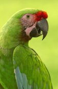 Pete Oxford - Military Macaw portrait, Amazon rainforest, Ecuador
