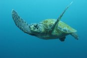 Pete Oxford - Green Sea Turtle swimming, Galapagos Islands, Ecuador