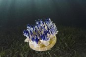 Pete Oxford - Upside-down Jellyfish, Jardines de la Reina National Park, Cuba