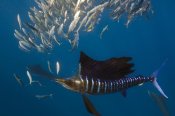 Pete Oxford - Atlantic Sailfish hunting Round Sardinella, Isla Mujeres, Mexico