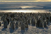 Pete Oxford - Emperor Penguin colony, Auster EP Rookery, Australian Antarctic Territory, Antarctica