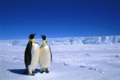 Pete Oxford - Emperor Penguin pair, Flutter EP Rookery, Cape Darnley, Australian Antarctic Territory, Antarctica