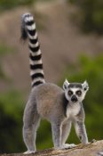 Pete Oxford - Ring-tailed Lemur portrait on rocks in the Andringitra Mountains, vulnerable, south central Madagascar