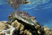 Mike Parry - Saltwater Crocodile underwater, South Australia.