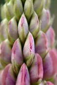Silvia Reiche - Detail of budding Lupine, Netherlands