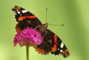 Silvia Reiche - Red Admiral, Hoogeloon, Netherlands. Sequence 13 of 14