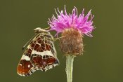 Silvia Reiche - Map Butterfly on Knapwort Harshweed, Hoogeloon, Noord-Brabant, Netherlands