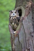 Rob Reijnen - Eurasian Eagle-Owl looking out from a tree cavity, Netherlands