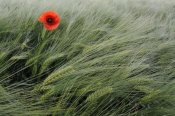 Willi Rolfes - Red Poppy flowering