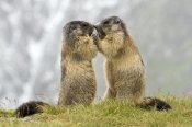 Willi Rolfes - Two Alpine Marmots, Hohe Tauern National Park, Austria