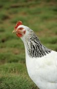 Sarah Rowland - Domestic Chicken, Light Sussex hen, close-up of head and neck, England