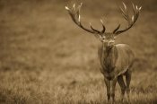 Cyril Ruoso - Red Deer stag in autumn rutting season, Denmark