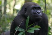 Cyril Ruoso - Silverback Gorilla, Gabon