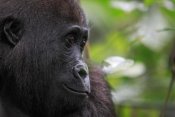 Cyril Ruoso - Orphan Gorilla, Gabon