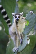 Cyril Ruoso - Ring-tailed Lemur eating Opuntia cactus, Madagascar