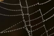 Cyril Ruoso - Spider web with beads of dew, France