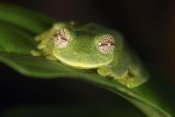 Cyril Ruoso - Glass Frog, Sierra Nevada de Santa Marta, Colombia