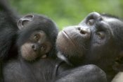 Cyril Ruoso - Chimpanzee adult female and infant, Pandrillus Drill Sanctuary, Nigeria