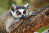 Cyril Ruoso - Ring-tailed Lemur resting on a tree branch, vulnerable, Berenty Private Reserve, Madagascar