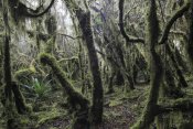 Cyril Ruoso - Paramo ecosystem 3000m above sea level with dwarfed trees and mosses, Chingaza National Park, Colombia