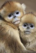 Cyril Ruoso - Golden Snub-nosed Monkey juveniles huddled up against each other to keep warm, Qinling Mountains, China