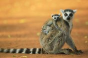Cyril Ruoso - Ring-tailed Lemur mother with baby clinging to her back, vulnerable, Berenty Private Reserve, Madagascar
