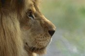 San Diego Zoo - African Lion male portrait