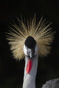 San Diego Zoo - Grey Crowned Crane, native to Africa