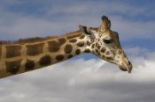 San Diego Zoo - Rothschild Giraffe, native to Africa