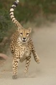 San Diego Zoo - Cheetah in mid-stride, sequence 1 of 3