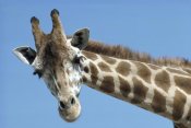 San Diego Zoo - Reticulated Giraffe portrait, native to Africa