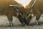 San Diego Zoo - Red River Hog pair standing face to face, a highly social bush pig native to Africa