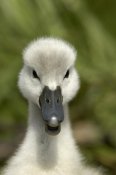 Malcolm Schuyl - Mute Swan cygnet, head, Oxfordshire, England