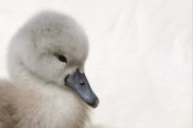Malcolm Schuyl - Mute Swan cygnet, head, Abbotsbury, Dorset, England