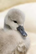 Malcolm Schuyl - Mute Swan cygnet, head, at nest, Abbotsbury, Dorset, England