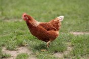 Jurgen and Christine Sohns - Domestic Chicken, free range hen, walking in grass, Hockenheim, Baden-Wurttemberg, Germany