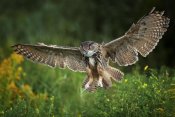 Michiel Vaartjes - Eagle Owl landing, Netherlands