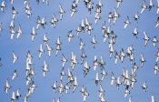 Frits Van Daalen - Black-tailed Godwit flock flying overhead, Europe